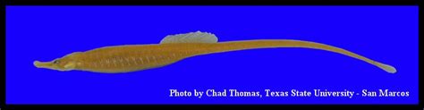 Gulf Pipefish Syngnathus Scovelli