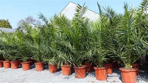 St Ck Palme Xxl Cm Phoenix Canariensis Kanarische Dattelpalme