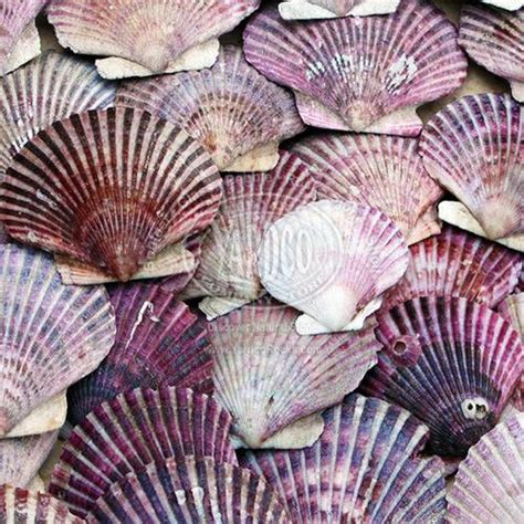 Scallop Shell Purple” • Imported