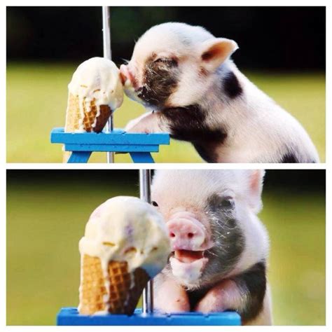 This little Pig eating ice cream http://ift.tt/2r6W8zl | Pig eating ice ...