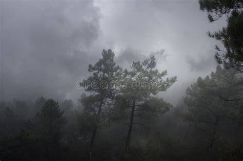 Cloudy And Foggy Woods At Dusk Stock Image Image Of Forrest