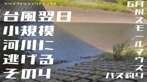 【バス釣り】6月川スモールマウスバス釣り『台風翌日小規模河川に逃げる その4』【スモールマウスバス】 Youtube