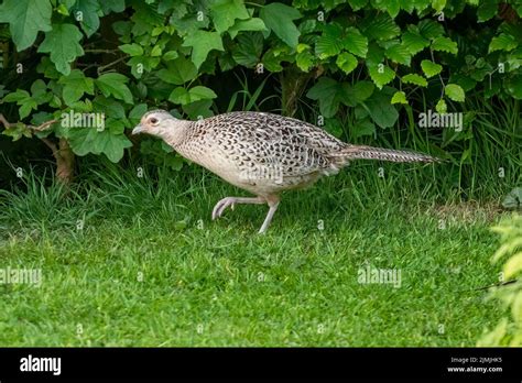 Grey Pheasant Hi Res Stock Photography And Images Alamy