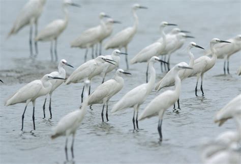 Hong Kong Wetland Park - Bird Festival - Wetland Link International