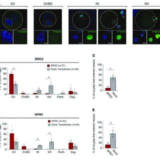 PDF Oocyte Meiotic Competence In The Domestic Cat Model Novel Roles