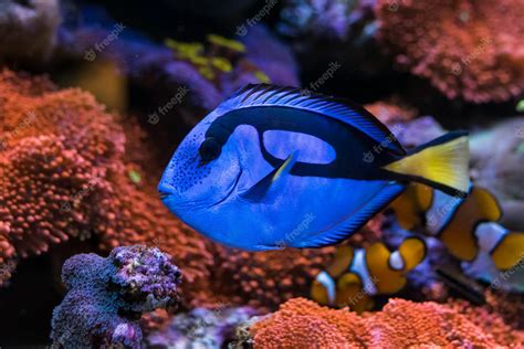 blue tang wallpapers wallpaper cave