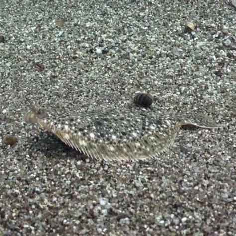 Species Spotlight: Winter Flounder — Back to the Bays