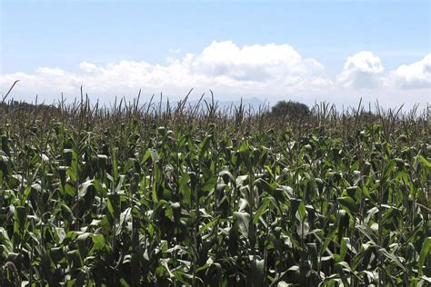 Tehuacán Perderá 20 De Su Superficie Para El Cultivo De Maíz