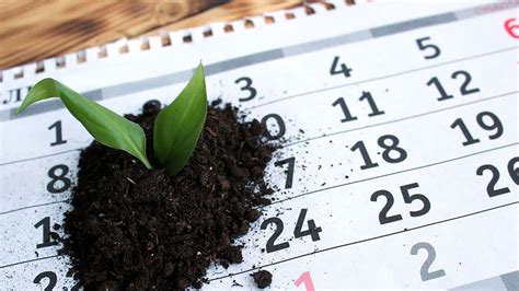 Junio Es Un Mes Clave Las Plantas Que Te Pueden Ayudar A Ahorrar