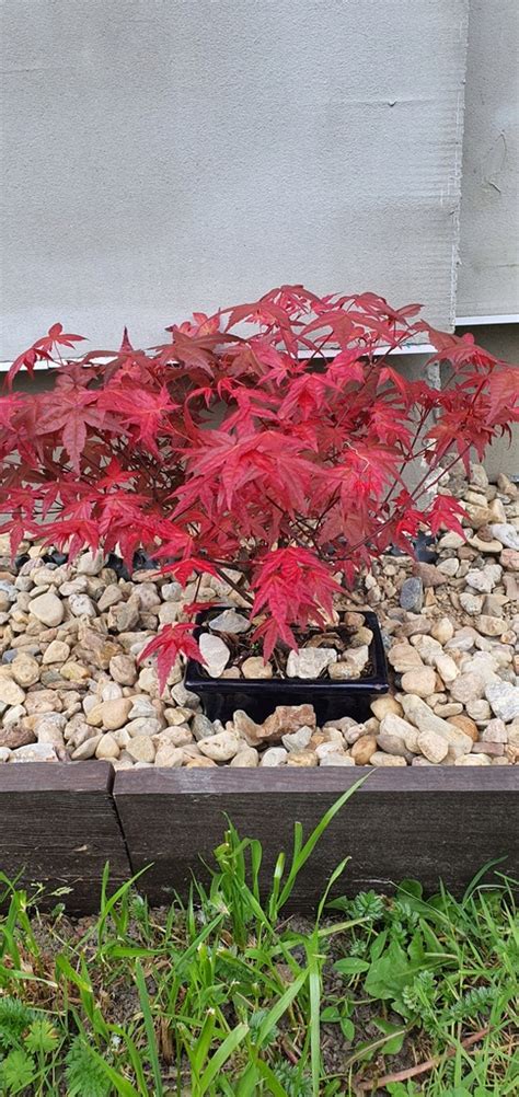 Klon Palmowy Deshojo Bonsai Oficjalne Archiwum Allegro