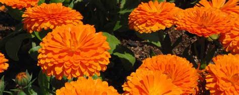 6 Health Benefits Of Marigold Naturalalternativeremedy