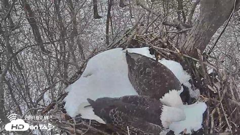 Hanover Pa Bald Eagles Are Back Clip From Ir Cam With Audio