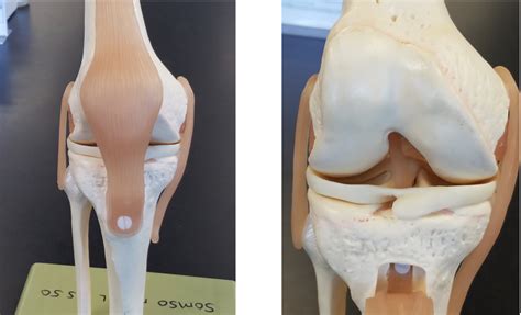 Lab Model Human Knee Diagram Quizlet