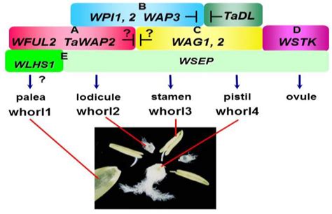 Plants Free Full Text Homeotic Genes And The Abcde Model For Floral