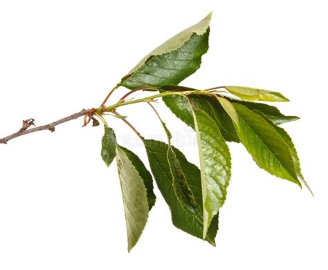 A Branch Of A Cherry Tree With Green Leaves Isolated On White Stock