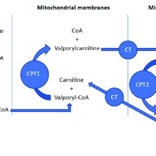 Mechanism of action of dantrolene. Dantrolene is a unique muscle... | Download Scientific Diagram