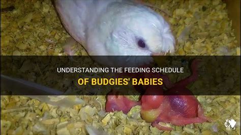 Understanding The Feeding Schedule Of Budgies' Babies | PetShun