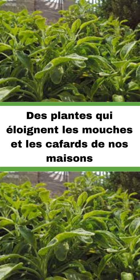 Pin On Astuces Pour Insectes Et Rampants