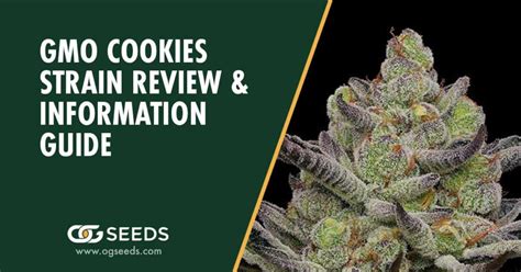 Gmo Cookies Strain The Ultimate Review And Information Guide