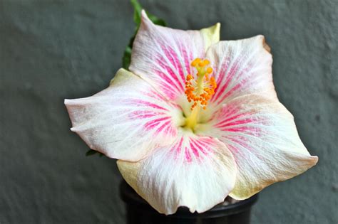 Florez Nursery Hibiscus Rosa Sinensis Pink Rays