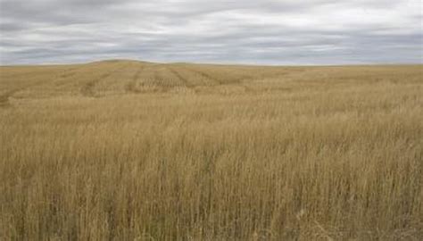 Grassland Biome Facts | Sciencing