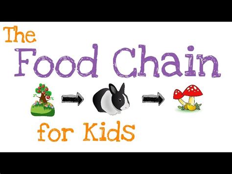 The Food Chain for Kids - Videos For Kids