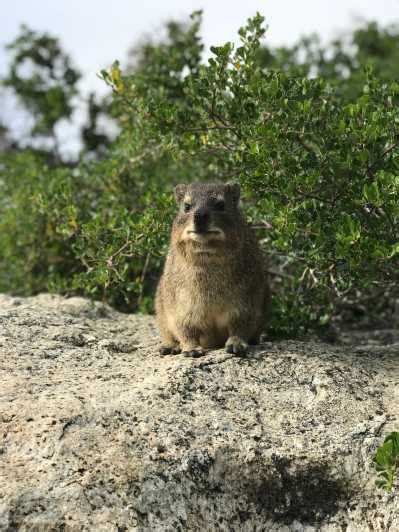 Half Day Boulders Beach And Penguin Encounter Getyourguide