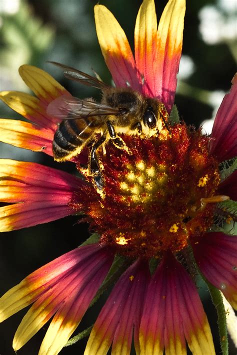 Indian Blanket And Friendly Bee Jeff Jones Flickr