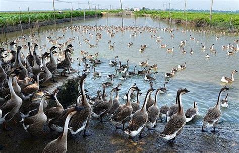 Chinese Goose Farm 養鵝場 Geese Breeds Beautiful Birds Chicken Farm