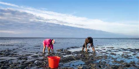 Shellfishing And Clam Digging In Maine Me Visit Maine