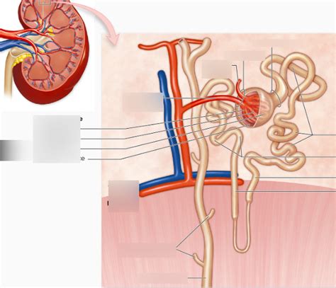 Nephron Loop Labeling Diagram Quizlet