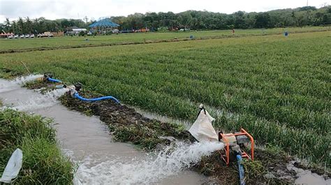 Program Pompanisasi Kementan Bantu Petani Atas Kekeringan Dan Jaga