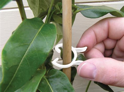 Bio Based Plant Clips 25 2 Sizes National Garden Supplies