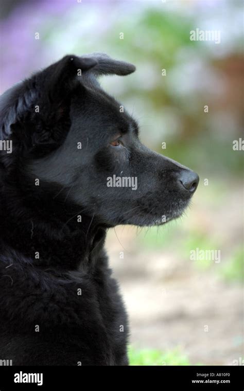 Chow Akita Mixed Breed Dog Stock Photo Alamy