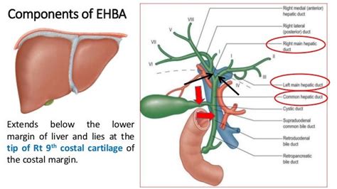 Gross Anatomy And Histology Of Extrahepatic Biliary Apparatus