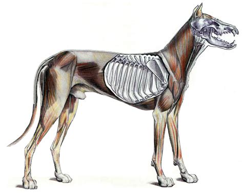 Anatomía del perro Juan Azpeitia 1 Anatomía del perro Perros y Animales