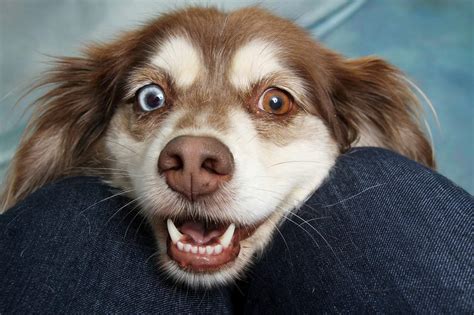 Can Dogs Smile? 4 Things We Confused For Smiling | DoggOwner