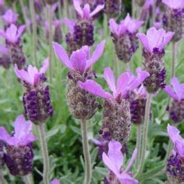 Schopf Lavendel Violet Lichtnelke Pflanzenversand