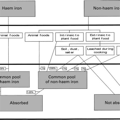 Non Haem Iron In The Diet Extrinsic To Food Showing Common Pools Of