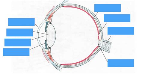 Ap Psych The Eye Diagram Quizlet