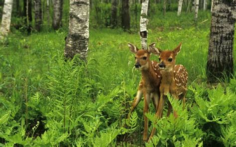 White Tailed Deer Duo Hd Wallpaper