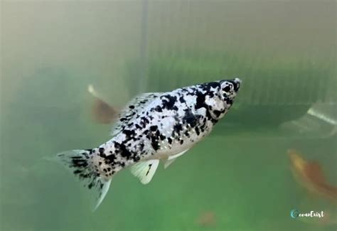 Dalmatian Molly Fish Ultimate Guide To Optimal Care