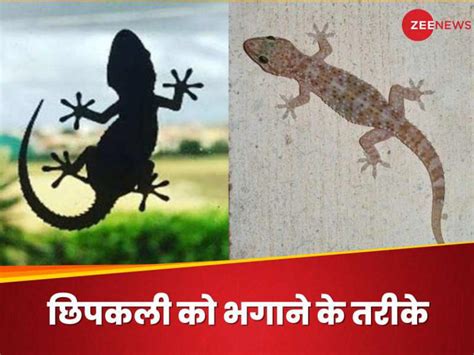 Lizards छिपकली को देखकर होती है चिढ़ जानिए इन्हें कैसे दिखाएं घर से