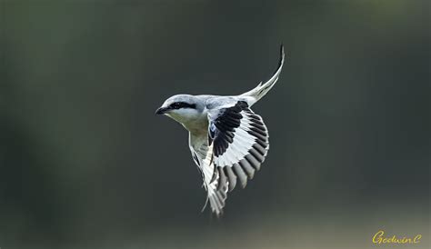 Chinese Grey Shrike Birdforum