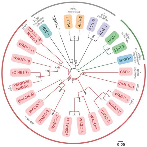 Summary Of C Elegans Small Rna Pathways Discussed In This Review