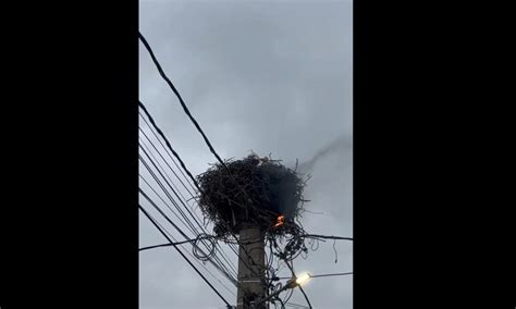 VIDEO Un cuib de berze a luat foc pe un stâlp de curent la Galda de