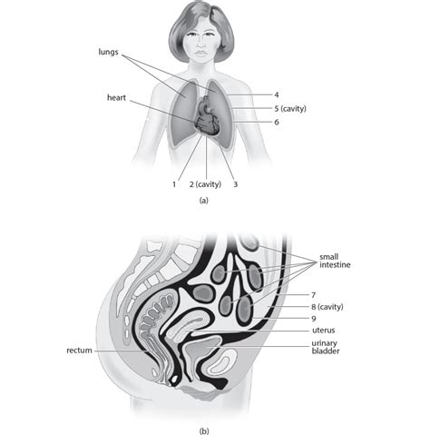 Body Cavities And Serous Membranes Diagram Quizlet