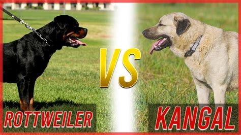 Rottweiler Vs Kangal Dog Youtube