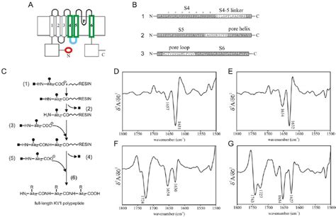 Synthesis And FTIR Spectra Of KV1 Polypeptide A Membrane Spanning