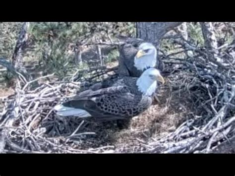 Berry College Eagles Pa Missy Back Today Dad Brings A Stick Warning